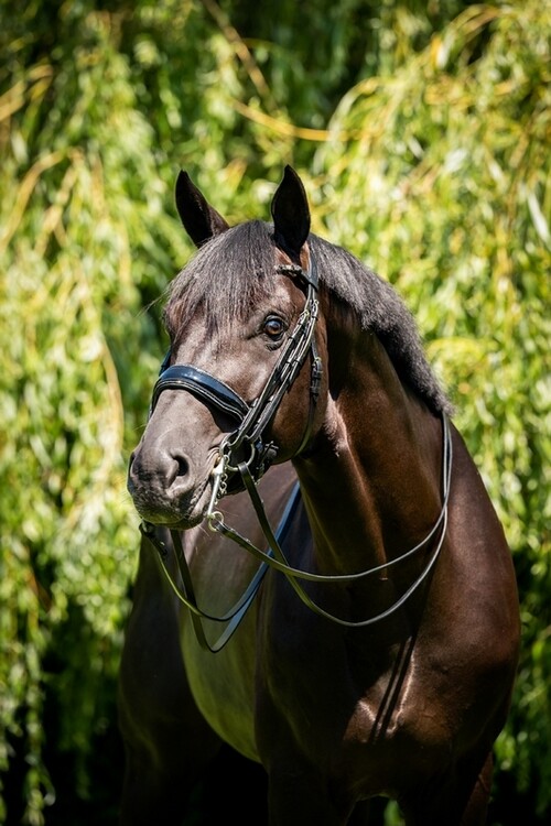 HB Stang & Trenshoofdstel Showtime Special For You