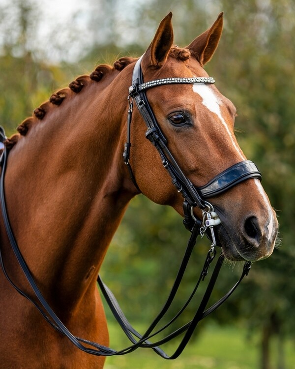 PresTeq Stang & Trens hoofdstel FayPerform Shine