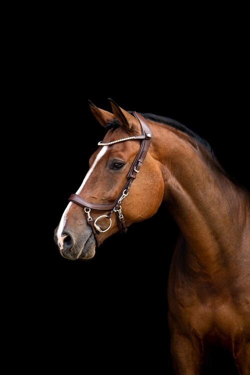 PresTeq Frontriem ShineBright