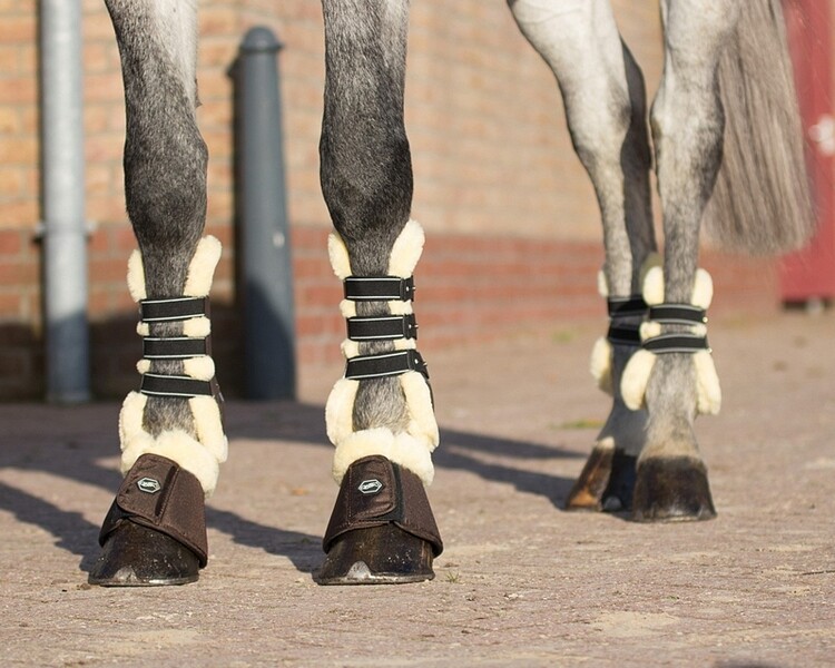 QHP Peesbeschermers Ontario