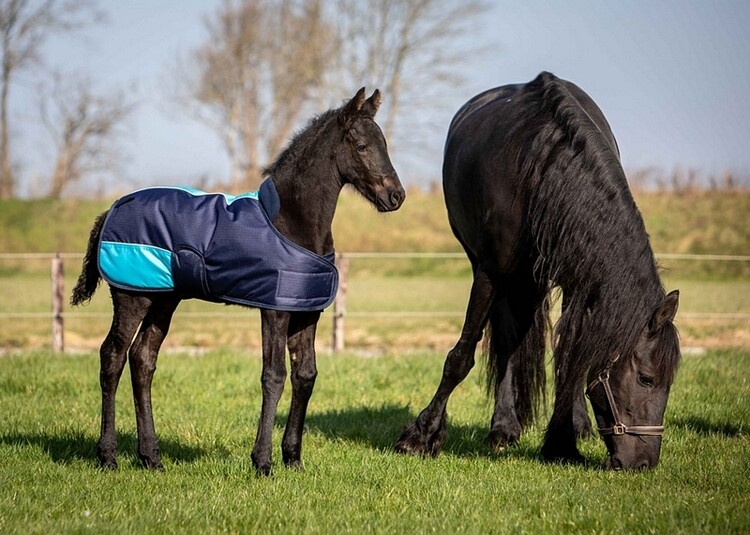 Harry's Horse Veulendeken Two Tone
