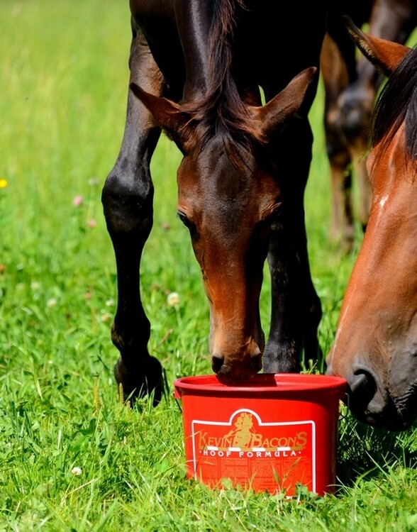 Kevin Bacon's Hoof Formula 5kg