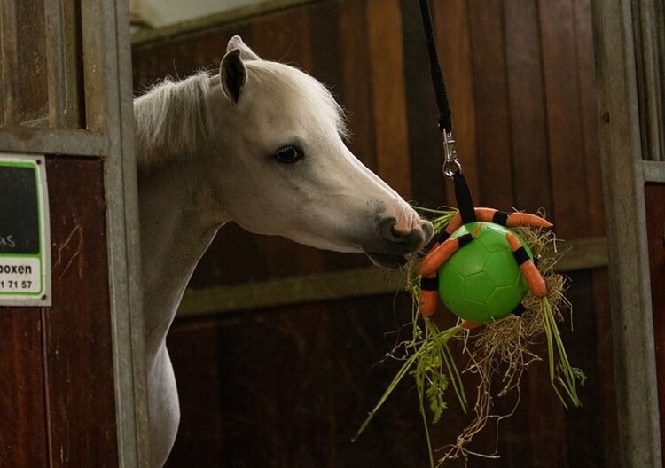 Maximus Fun Play Ball
