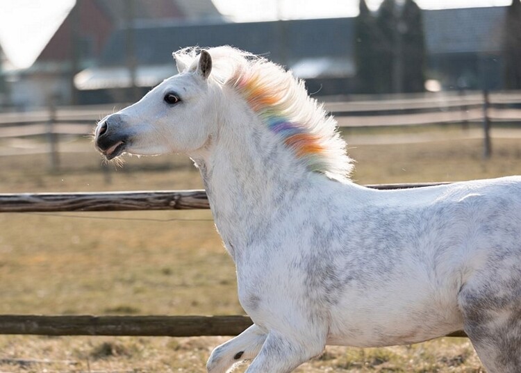 Paardenpraat Regenboog kleurkrijt