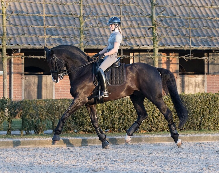 LeMieux Zadeldek Carbon Mesh Dressage