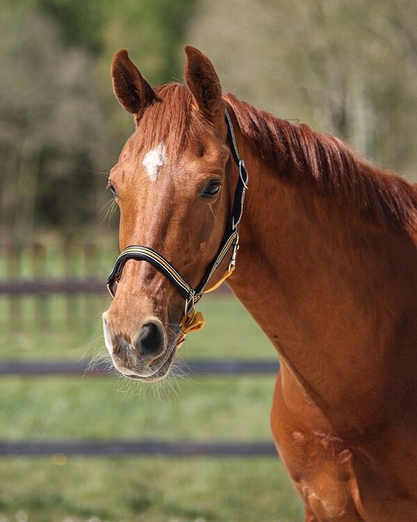 QHP Halster Flore