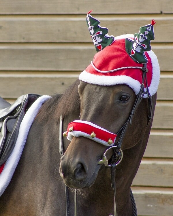 QHP Halsterbontje met kerstbelletjes.