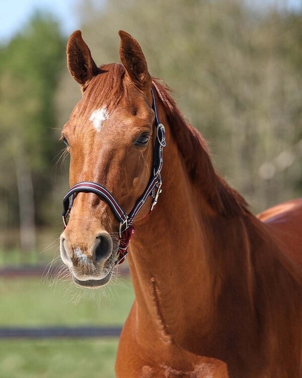 QHP Halster Flore
