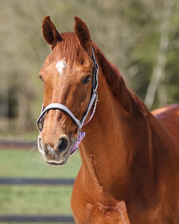 QHP Halster Flore