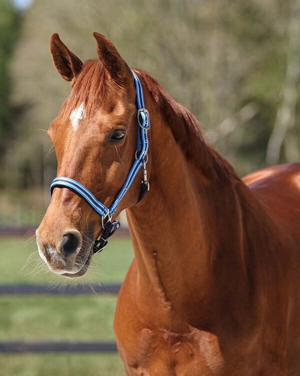 QHP Halster Flore