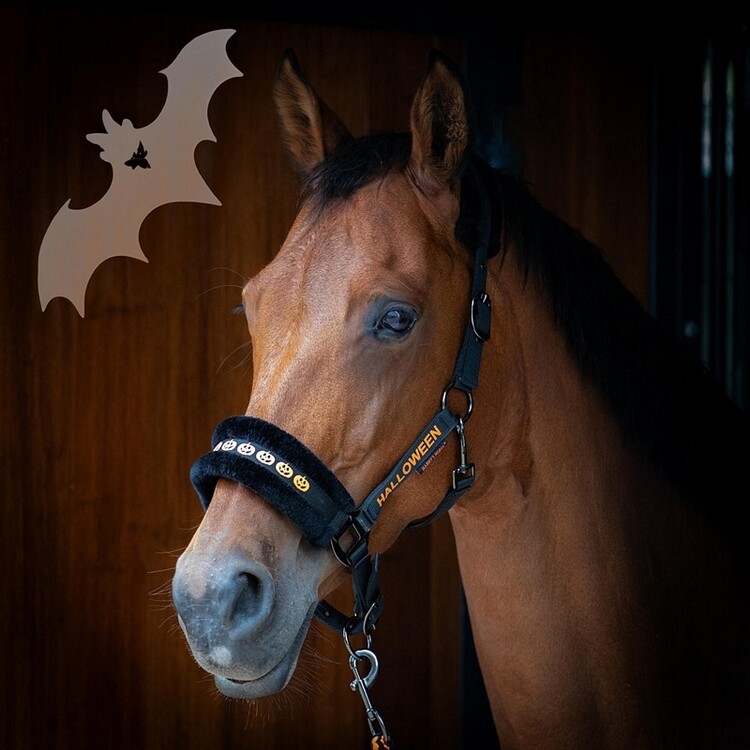 Harry's Horse Halsterset Halloween