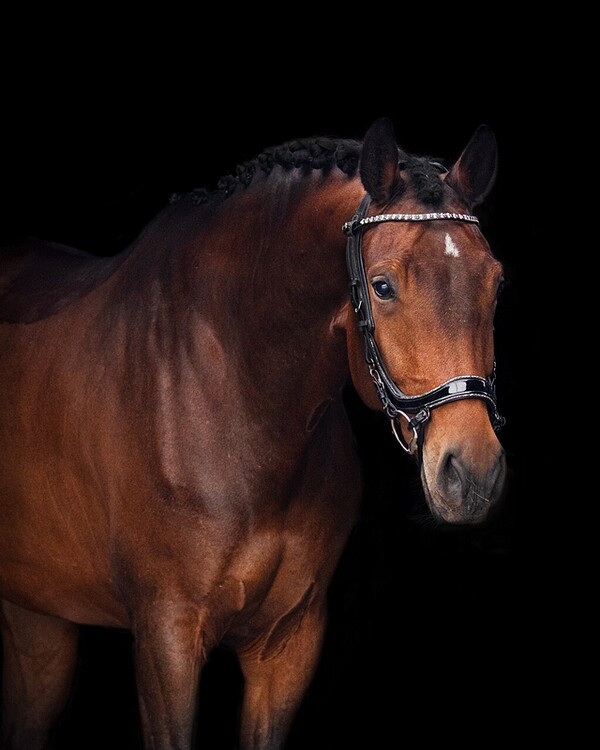 PresTeq Hoofdstel FaySport Glitter