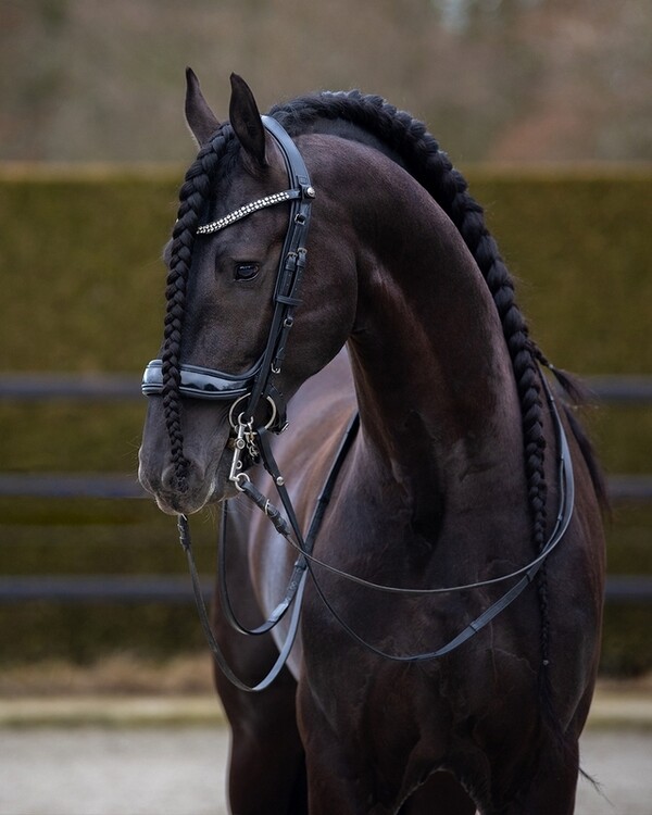 PresTeq Stang & Trens hoofdstel FayPerform Shine