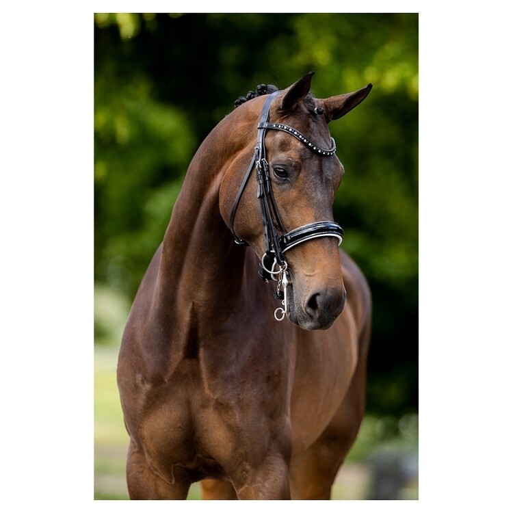 BR Stang en Trens hoofdstel Wendover