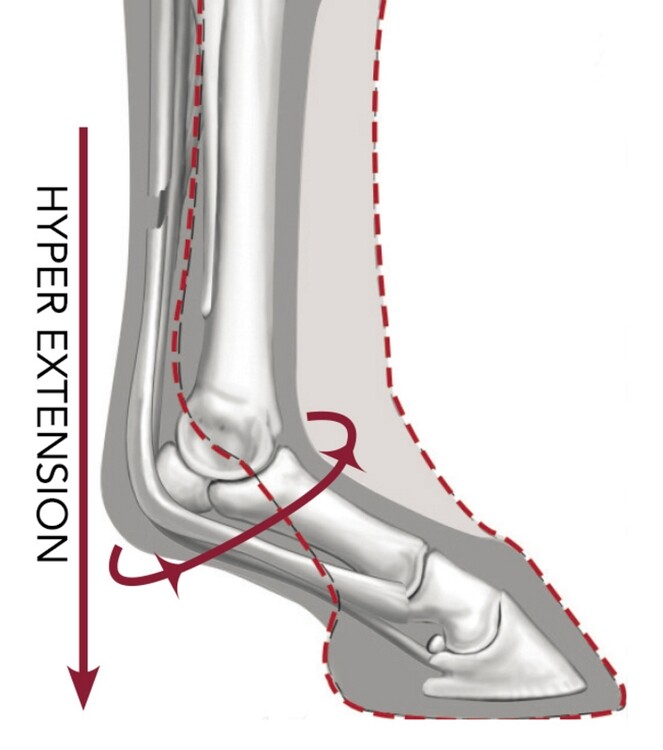 LeMieux Ultra Support Boots