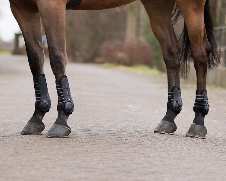 QHP Peesbeschermers Champion