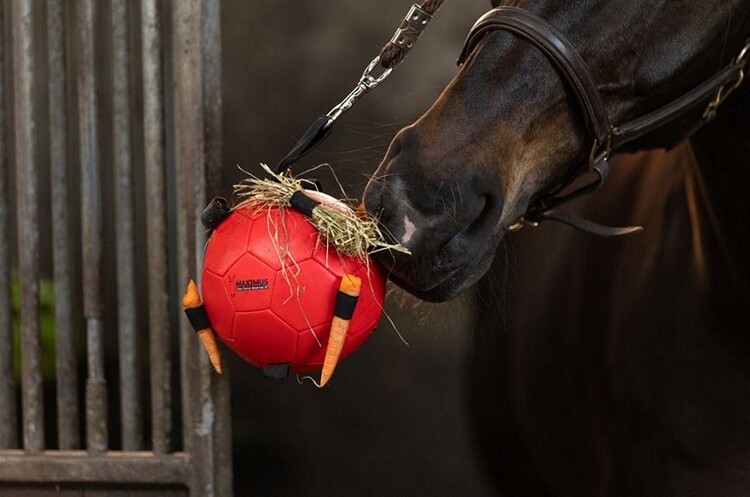 Maximus Fun Play Ball